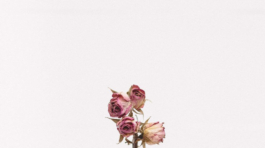 demo-attachment-1111-tanalee-youngblood-fsdWYNTymjI-unsplash-1024x1024